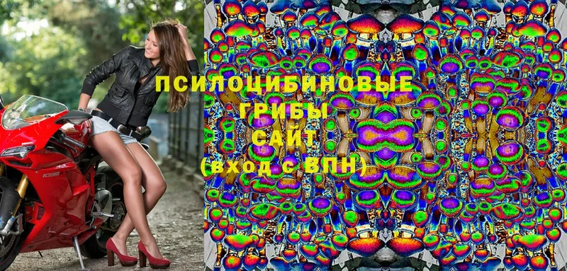 Галлюциногенные грибы Psilocybe  Нолинск 